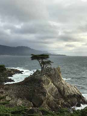 Lone Cypress